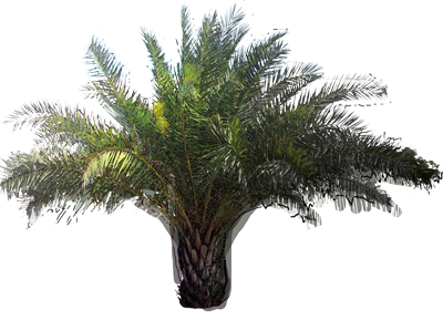 Canary Island Date Palm